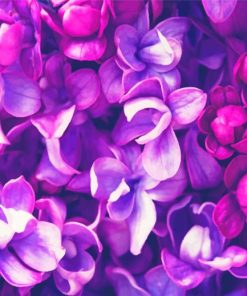 Gorgeous Purple Flowers Paint By Numbers