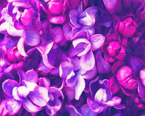 Gorgeous Purple Flowers Paint By Numbers