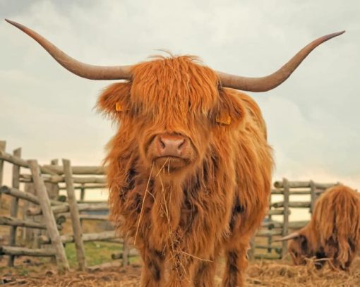 Highland Cattle Paint By Numbers