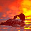 Loons Sunset paint by number