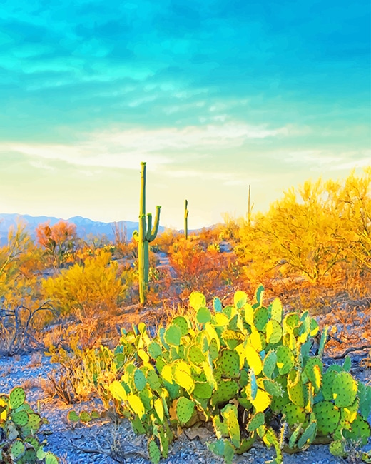 Saguaro National Park paint by number