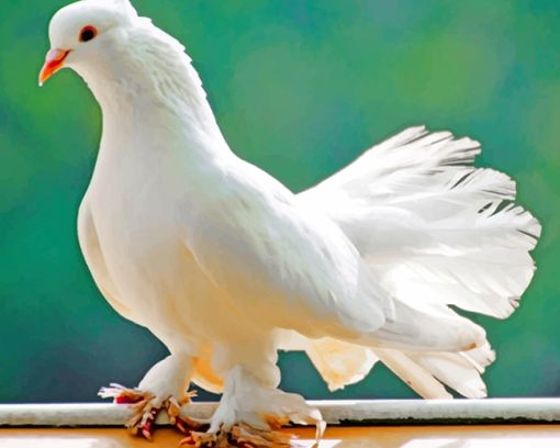 white pigeon bird adult paint by numbers