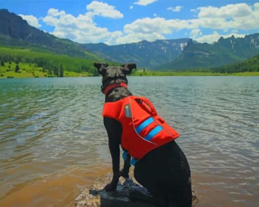 Black Dog Wearing Life Vest In Nature paint by numbers