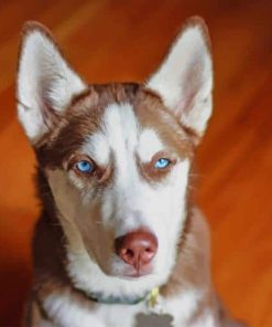 Brown White Serbian Husky paint by numbers