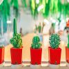 Cactus Plant Types In Buckets paint by numbers