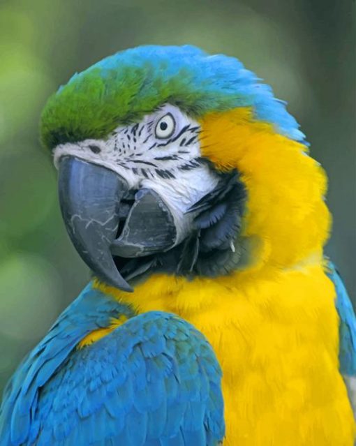 Closeup Yellow Teal Parrot