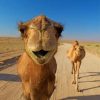 Cute Camels In Desert paint by numbers
