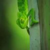 Green Iguana On Tree Leafs paint by numbers
