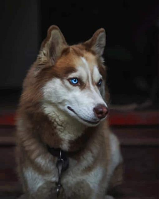 Brown Husky paint by numbers