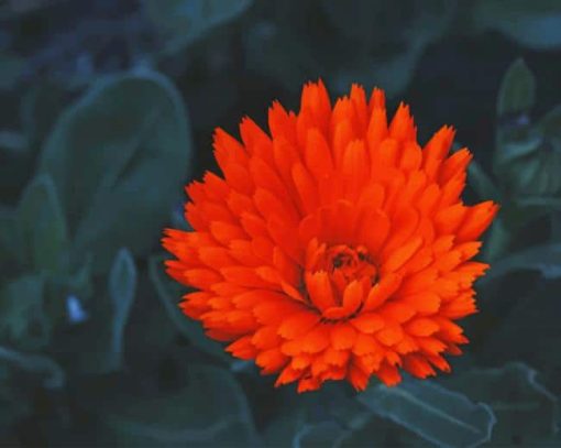 Orange Peatald Flower paint by numbers