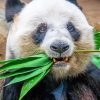 Panda Eating Plant paint by numbers
