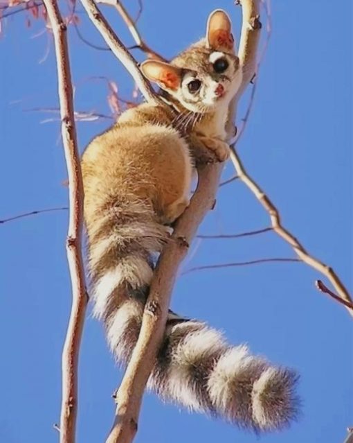 Ring Tailed Cat paint by numbers