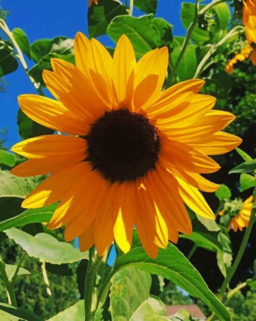 Single Sunflower paint by numbers