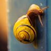 Yellow Snail With Water Dots paint by numbers