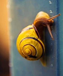 Yellow Snail With Water Dots paint by numbers