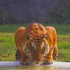 Yellow Tiger Drinking Water In Jungle paint by numbers