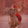 Arabian Camel paint by numbers