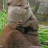 Asian Small Otter paint by numbers