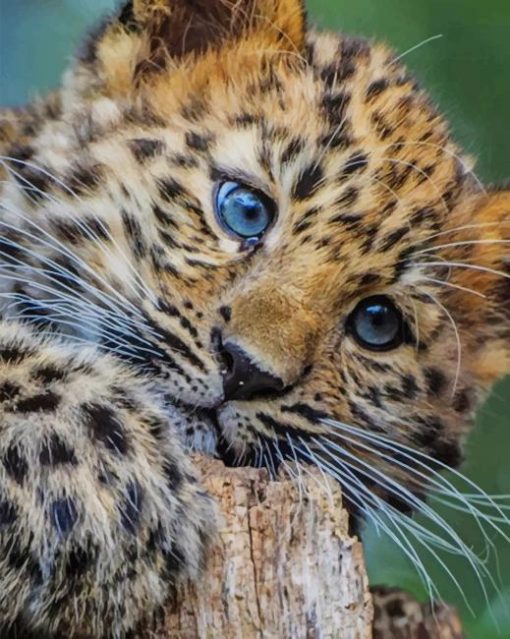 Baby Leopard paint by numbers