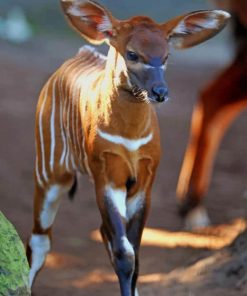 Baby Okapi paint by numbers