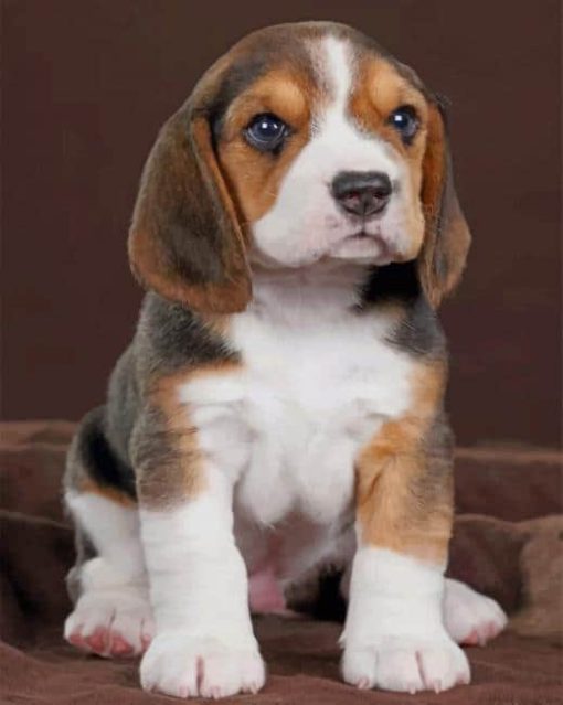 Baby Beagle Dog paint by numbers