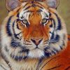 Beautiful Siberian Tiger paint by numbers