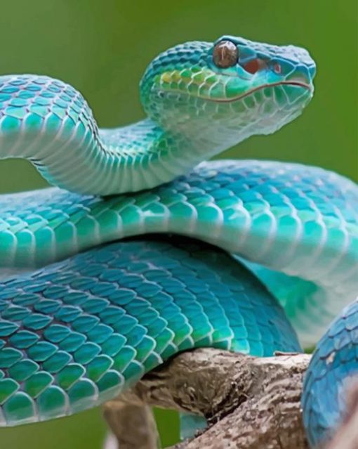 Blue Snake paint by numbers