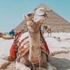 Camel Pyramid Egypt paint by numbers