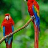 Colorful Macaw Parrots paint by numbers