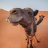 Funny Camel In Sahara paint by numbers