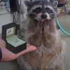 Funny Raccoon paint by numbers