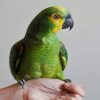 Green Bird Pet paint by numbers