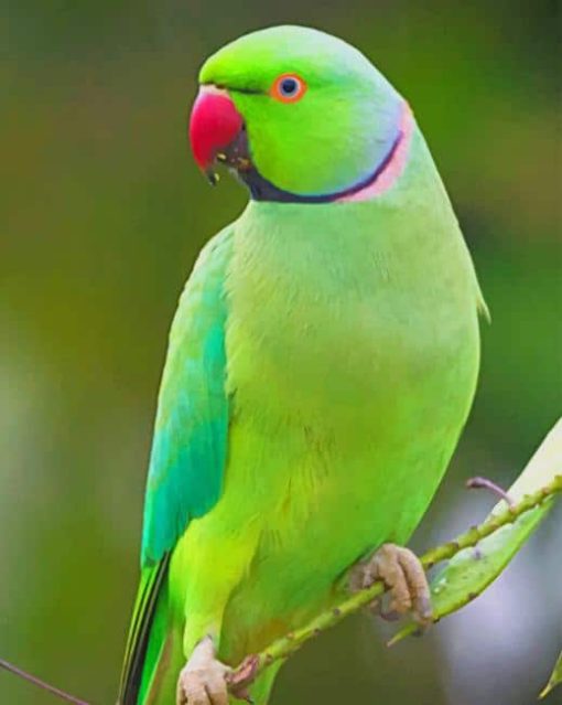Indian Green Parrot paint by numbers