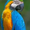 Blue Macaw Parrot paint by number