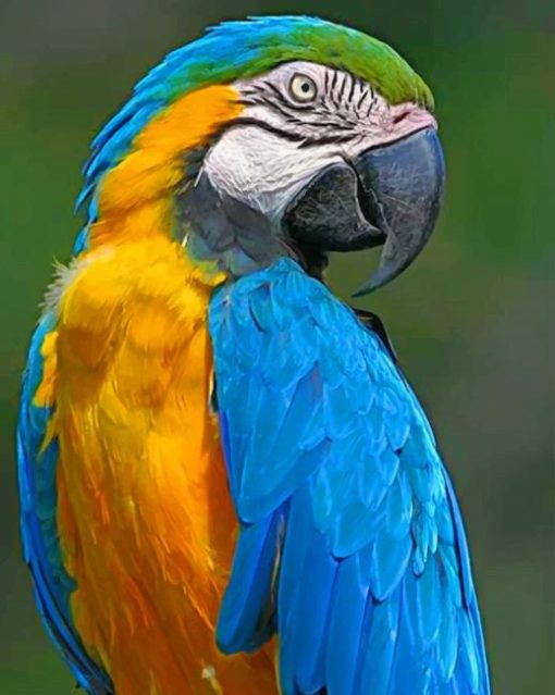 Blue Macaw Parrot paint by number
