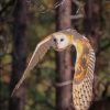 Barn Owl Flying paint by numbers