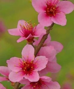 Peach Blossom Flower paint by numbers