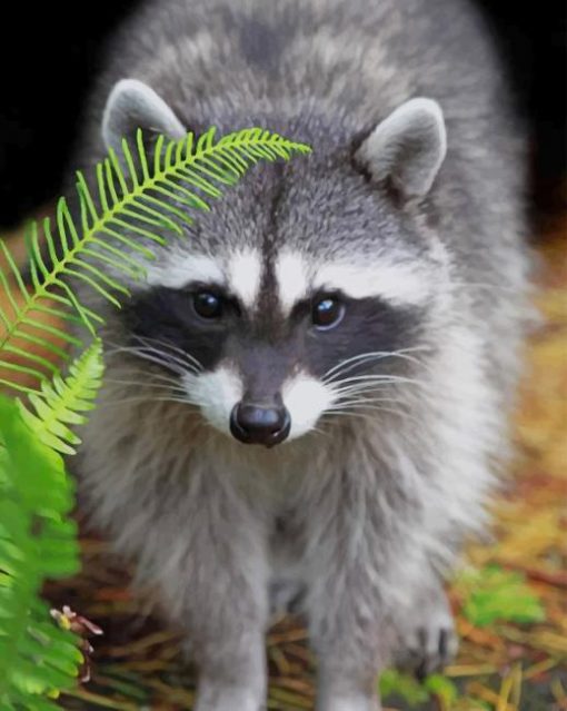 Raccoon Animal paint by numbers