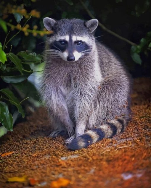Raccoon Forest Animal paint by numbers