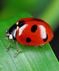 Red And Black Coccinelle paint by numbers