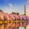 The Cherry Blossoms In DC paint by numbers