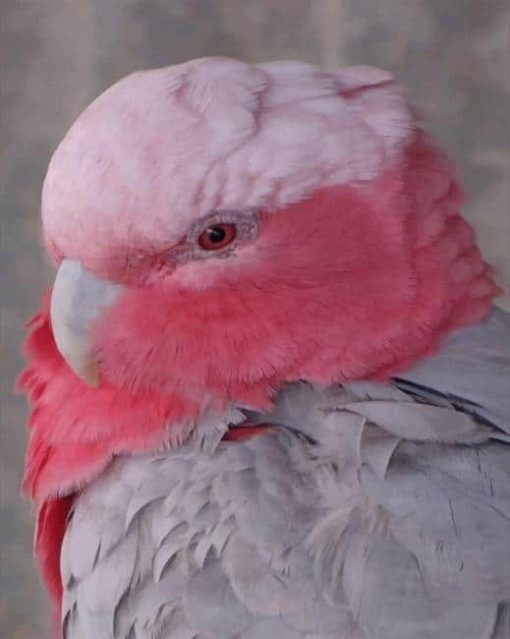 The Pink And Grey Cockatoo paint by numbers