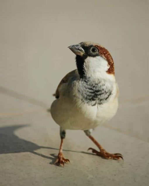 White And Brown Bird On Floor paint by numbers