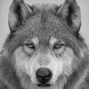 Wolf Portrait paint bu numbers