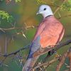 Adamawa Turtle Dove paint by numbers