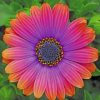 African Daisy Flower paint by numbers