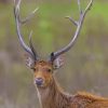Barasingha In The Jungle paint by numbers