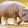 Black Hippopotamus Animal paint by numbers