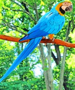 Blue Macaw Parrot Species paint by numbers