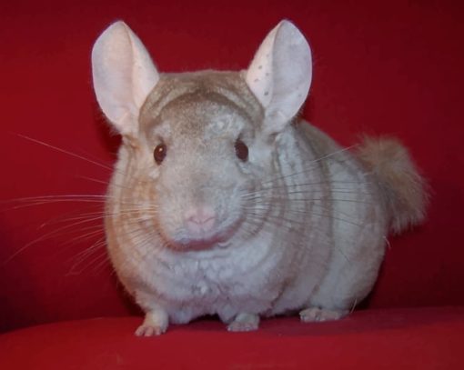 Brown Chinchilla Animal paint by numbers